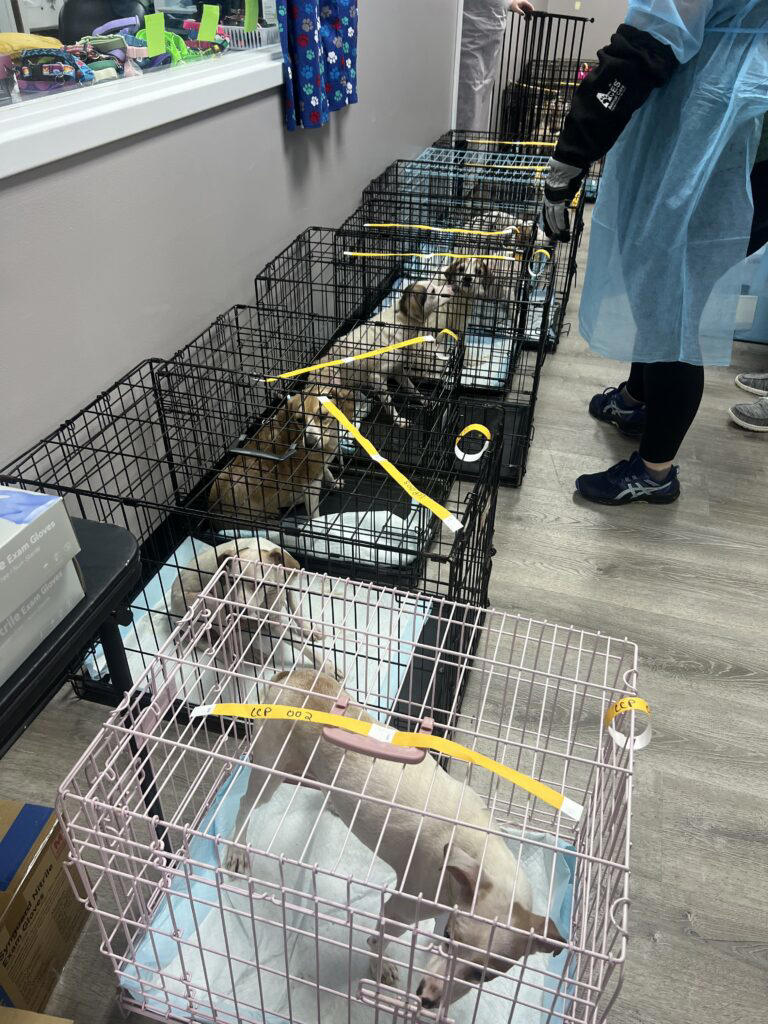 Centre County PAWS caring for 37 dogs removed from home following ...
