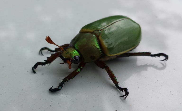 5 states that eat the most insects per capita