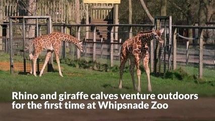 Rhino and giraffe calves venture outdoors for the first time at ...