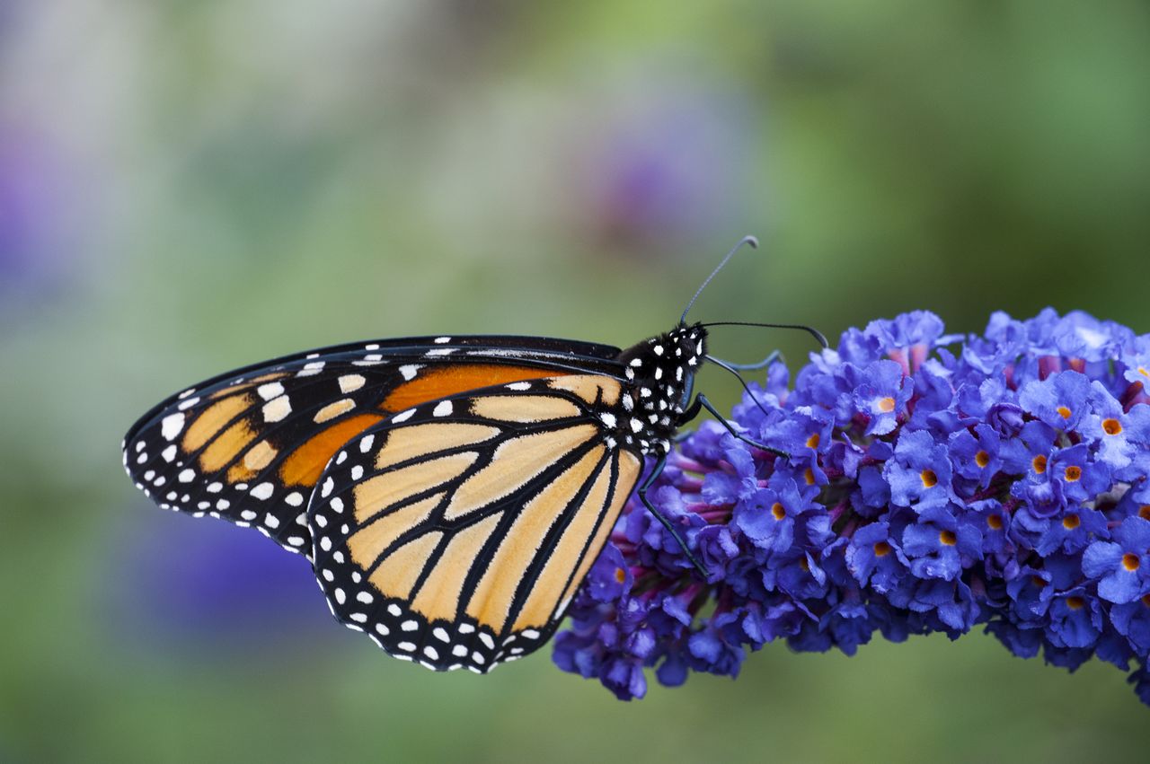 Monarch butterfly perched on a blue butterfly bush flower.