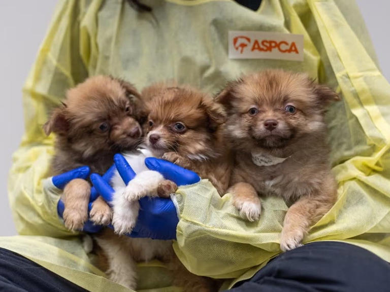 Dozens of Neglected Dogs Rescued in Brooklyn
