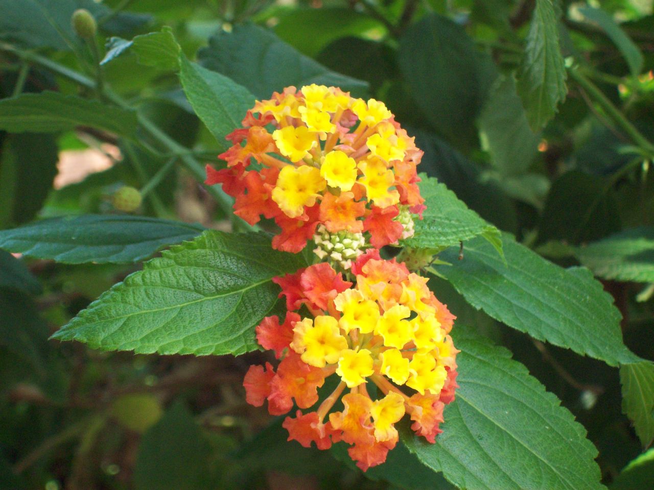 Lantana