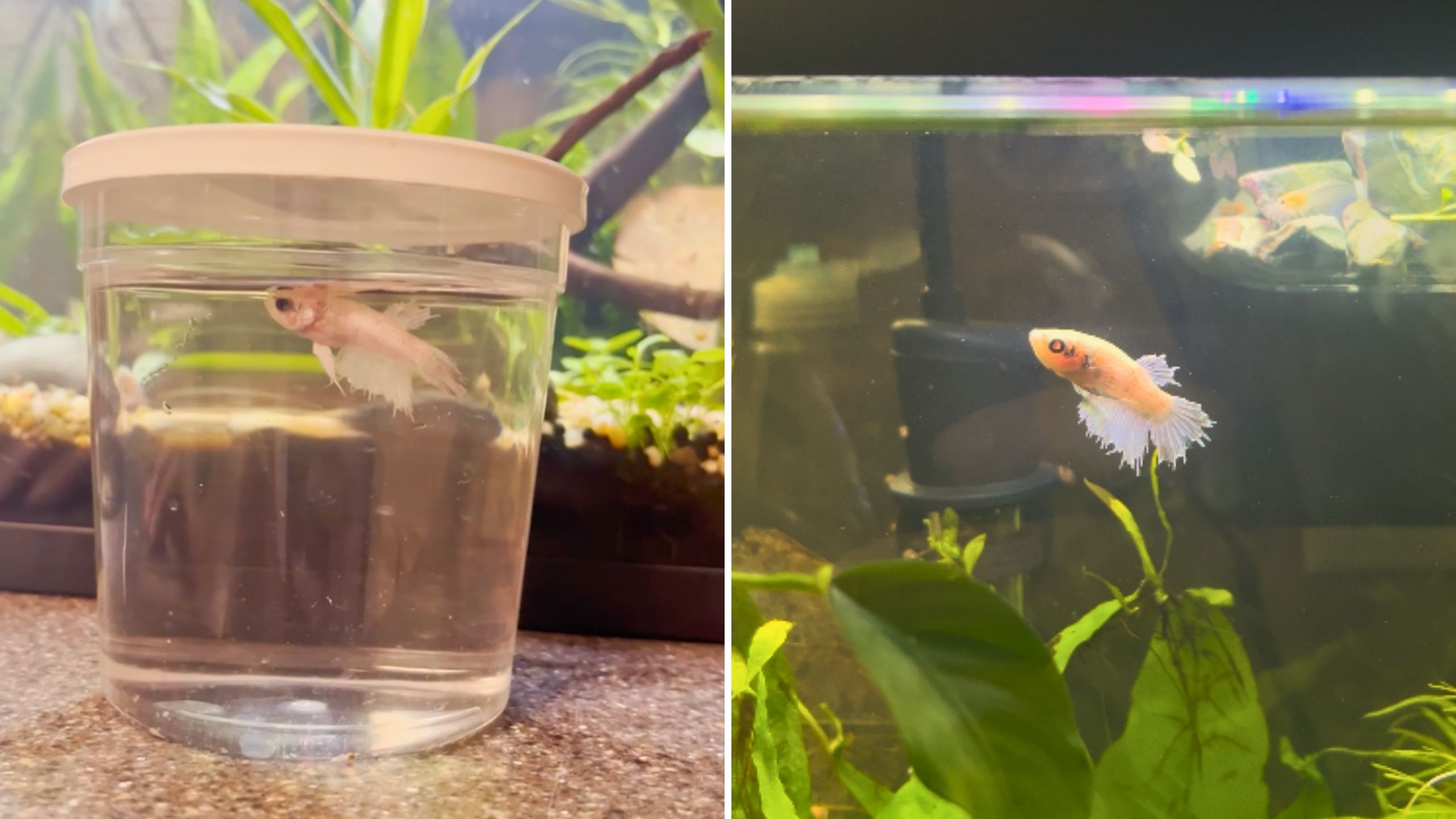 Kindhearted woman rescues fish who had been in pet store cup for 520 ...