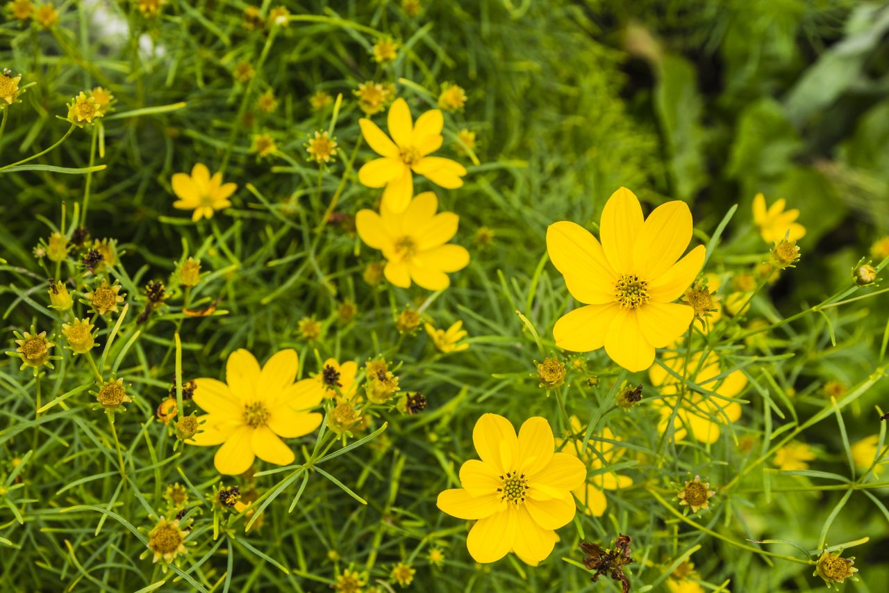 Coreopsis verticillata