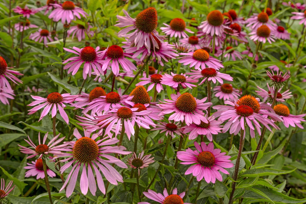 cone flowers