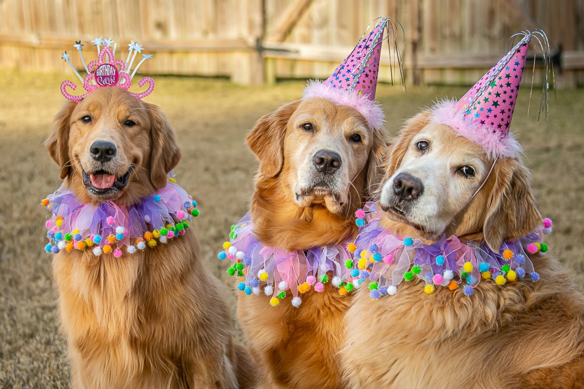 Golden retrievers have their very own 'dog rave' and it's even cooler ...