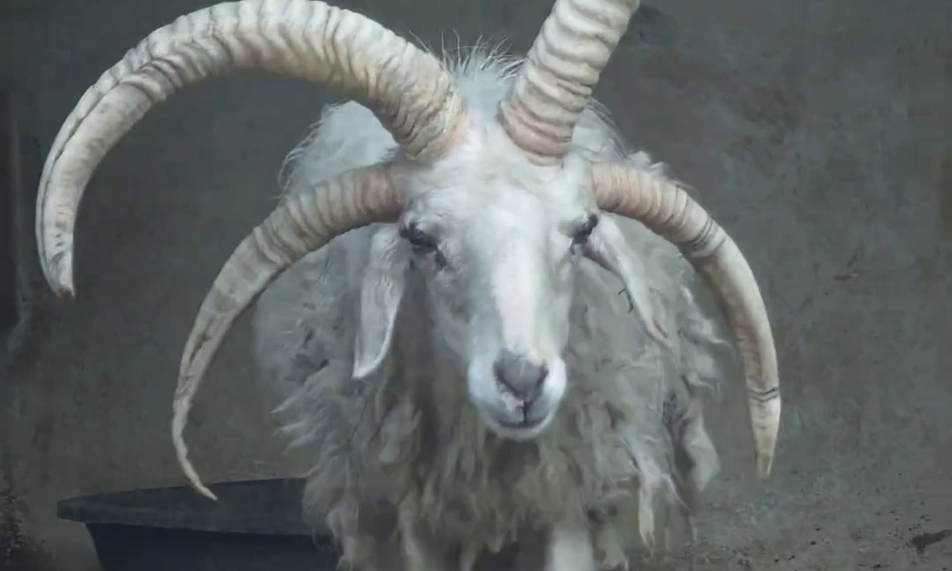 Mutated four-horned sheep becomes local attraction in Chinese zoo