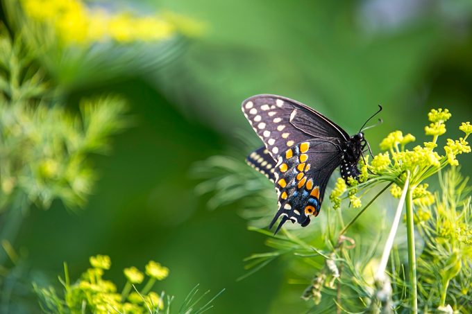 Colourful Butterfly
