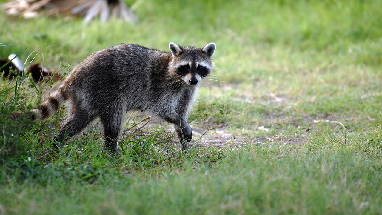 Raccoon tests positive after Gwinnett dog attack