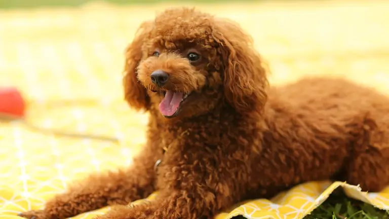 Lo que debes saber antes de adoptar un perro de diseño, según la ciencia