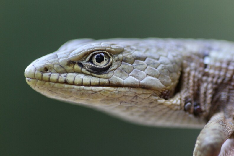 Noticing more lizards running around? Here's the likely reason