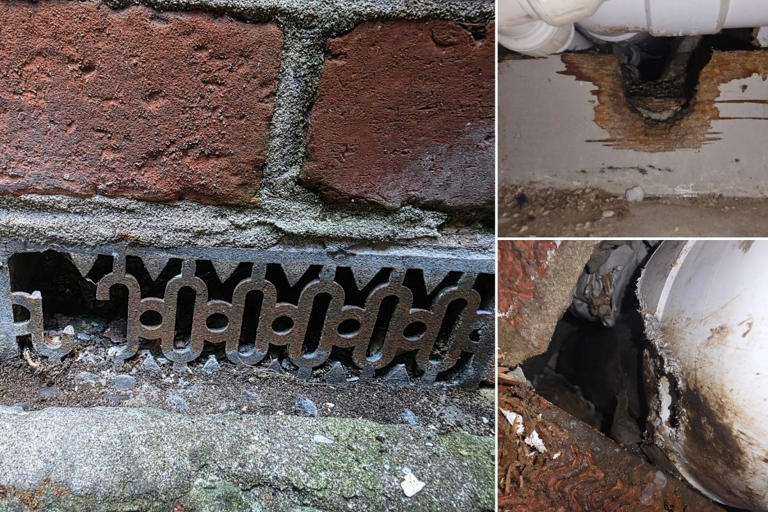 'The city is full of mice': Rodent invasion plagues Portsmouth ...