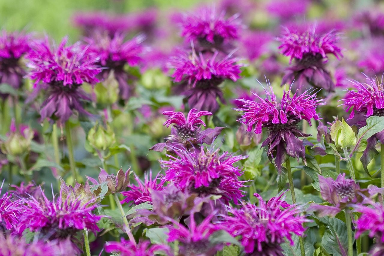 Monarda in Flower