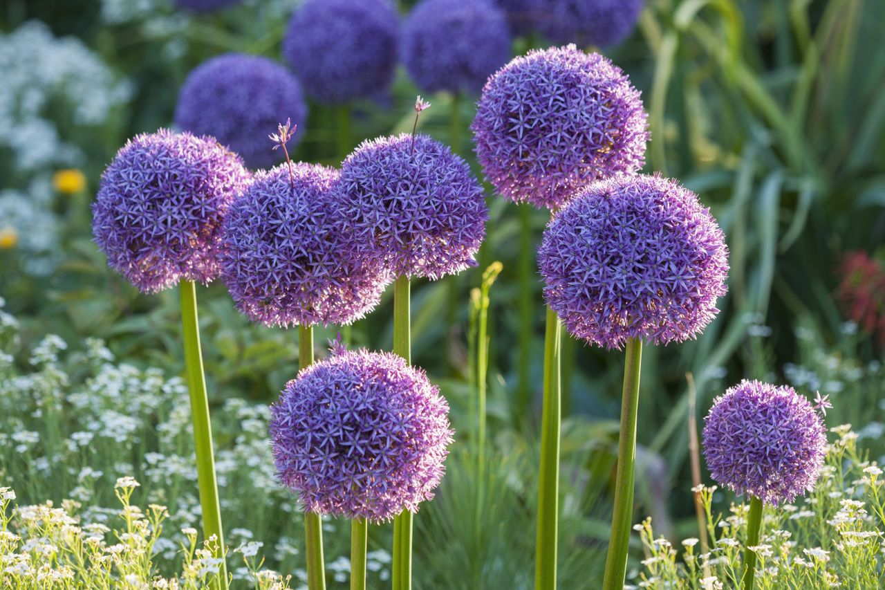 ALLIUM GLOBEMASTER