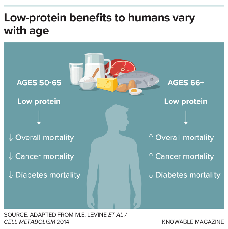 The curious case of low-protein diets