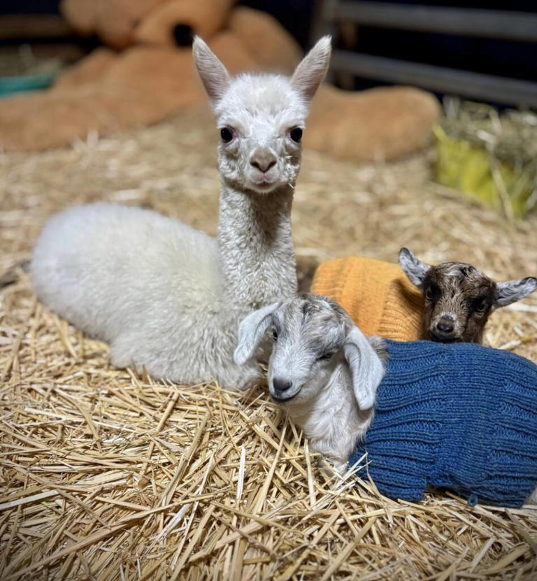 Orphaned baby alpaca forms sweetest connection with pair of motherless ...