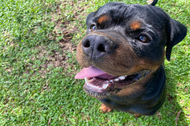 Rottweiler gets the makeover of his dreams and his smile says it all