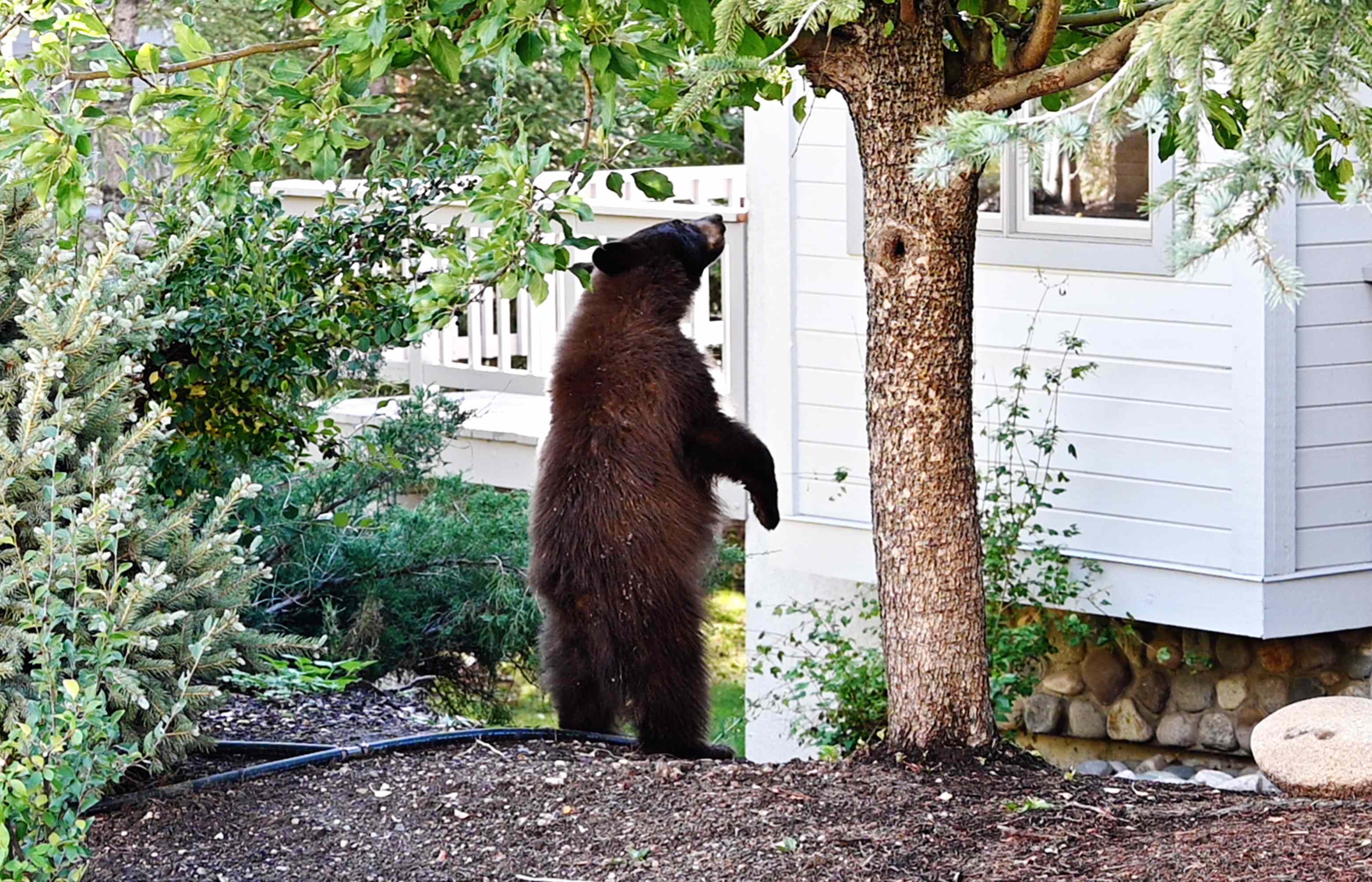 What to do immediately if you spot a bear in your backyard