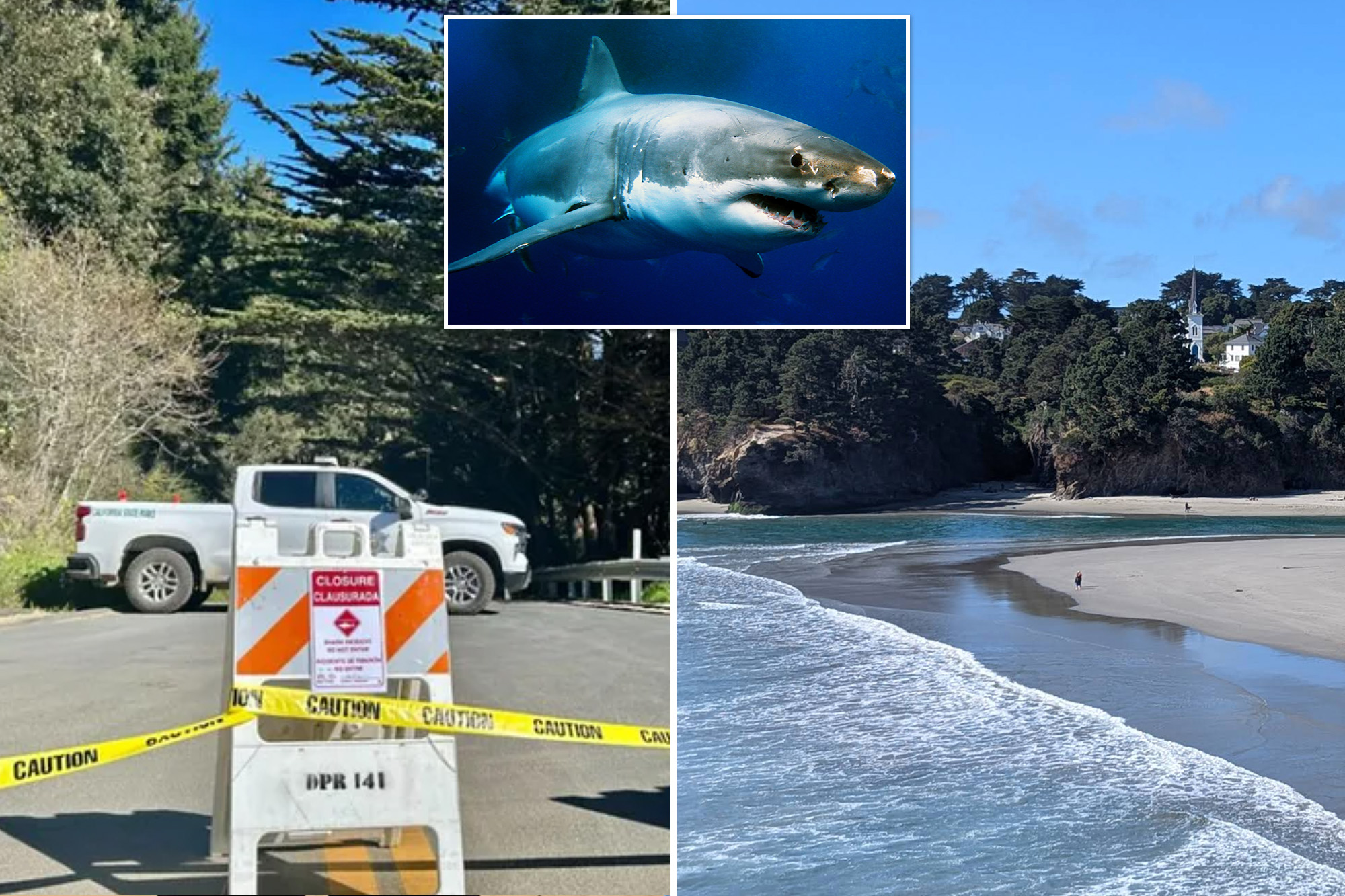 California surfer’s brave reaction after he was attacked by a shark: ‘I cannot die’<br>