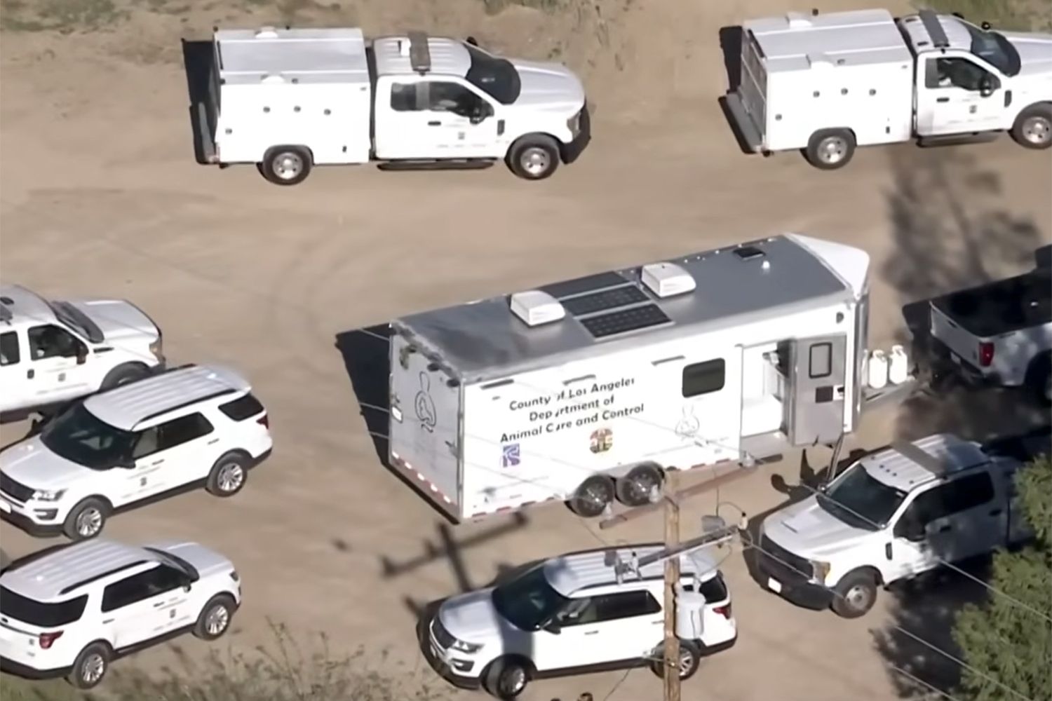 LA Officials Remove 700 Dogs and Cats from a Single Property in One of ...