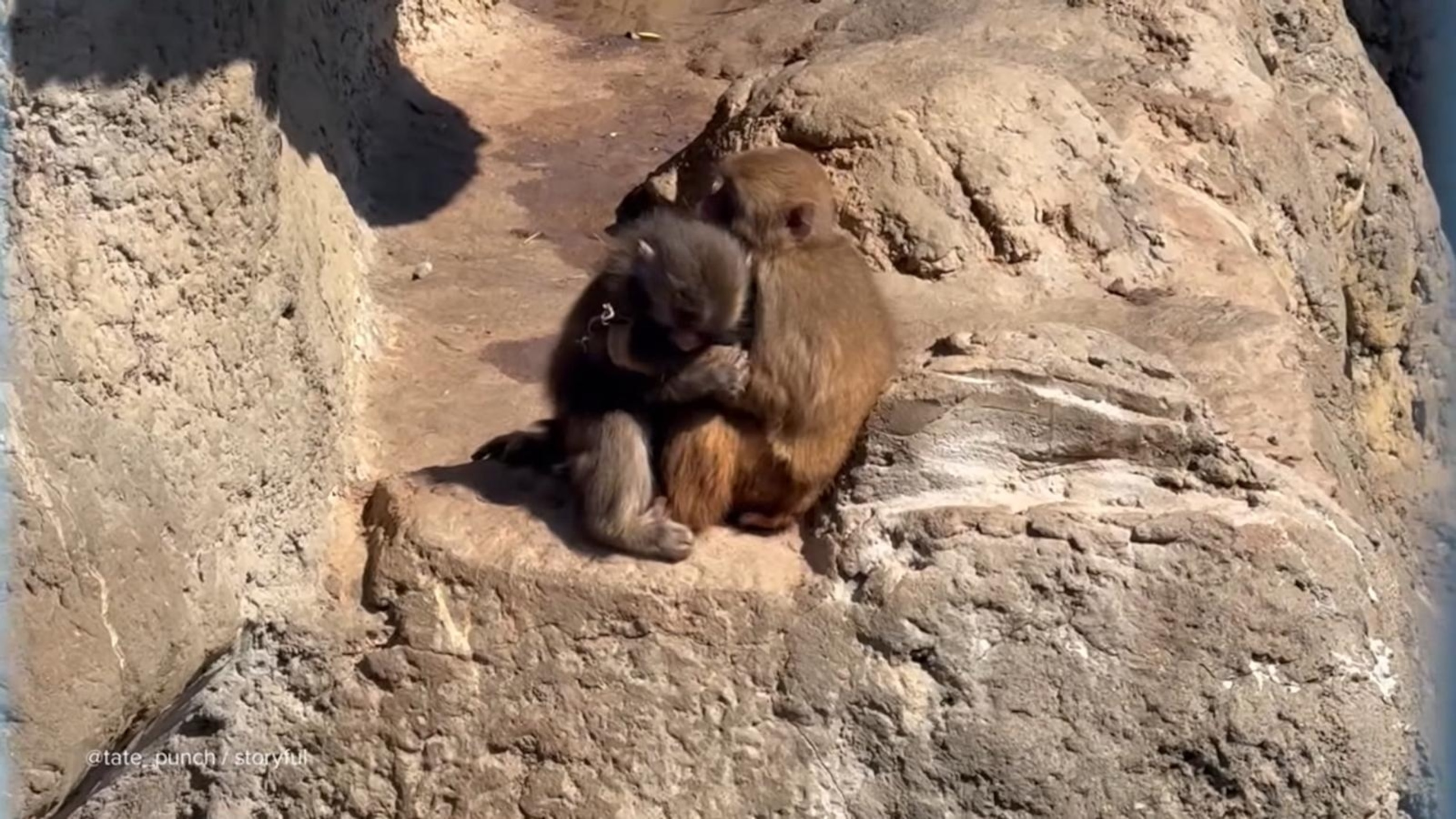 Punch the monkey seen cuddling fellow monkey, fans dub girlfriend