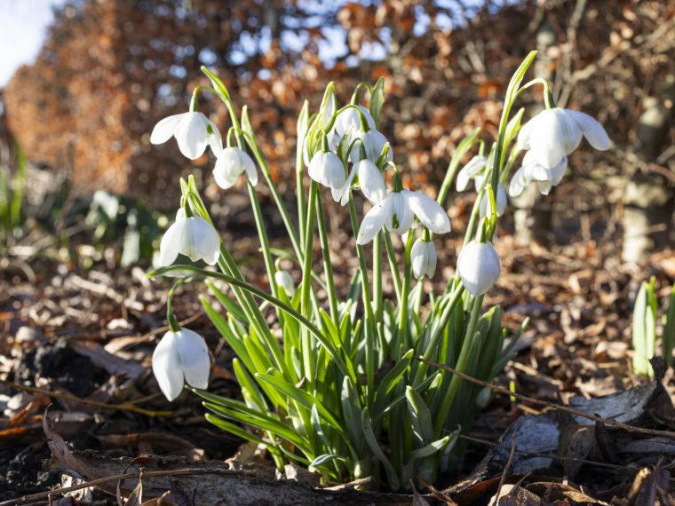 The spring mistakes gardeners must avoid – including chopping daffodils