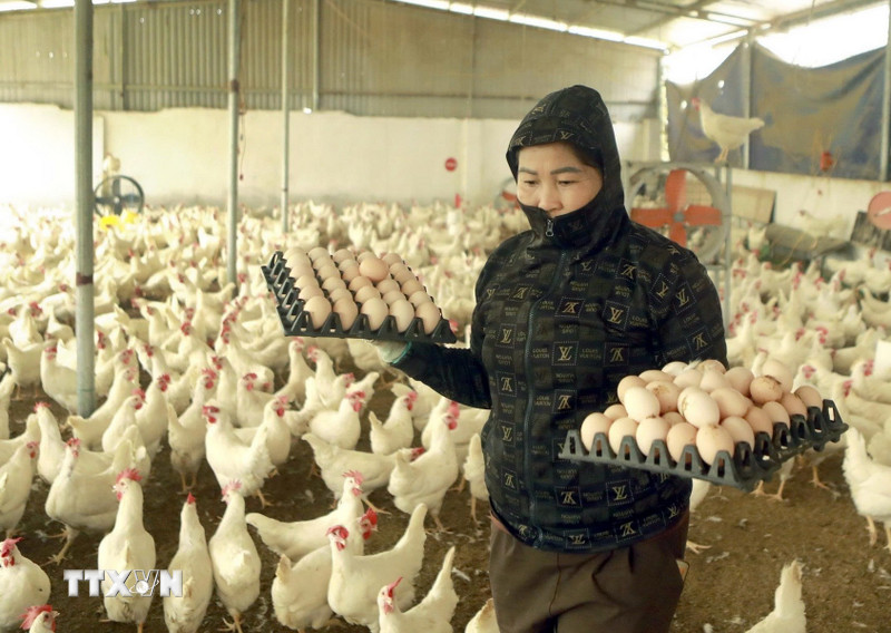 Phú Thọ: Tạo sinh kế bền vững, nâng cao thu nhập cho đồng bào dân tộc thiểu số