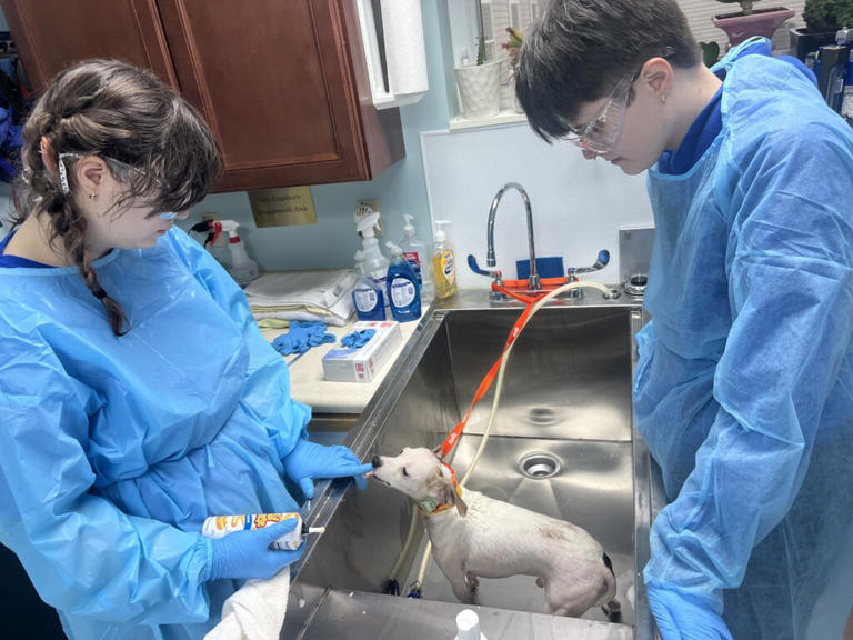Centre County PAWS caring for 37 dogs removed from home following ...