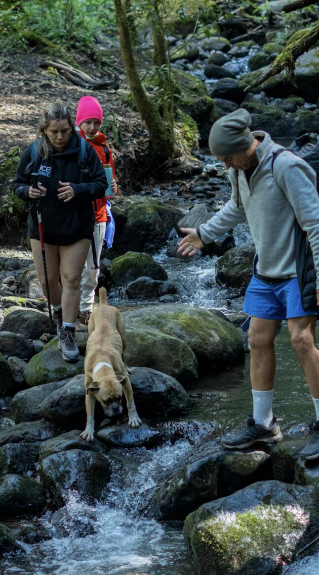 Hikers find skinny pup deep in the forest — then she starts following them<br><br>