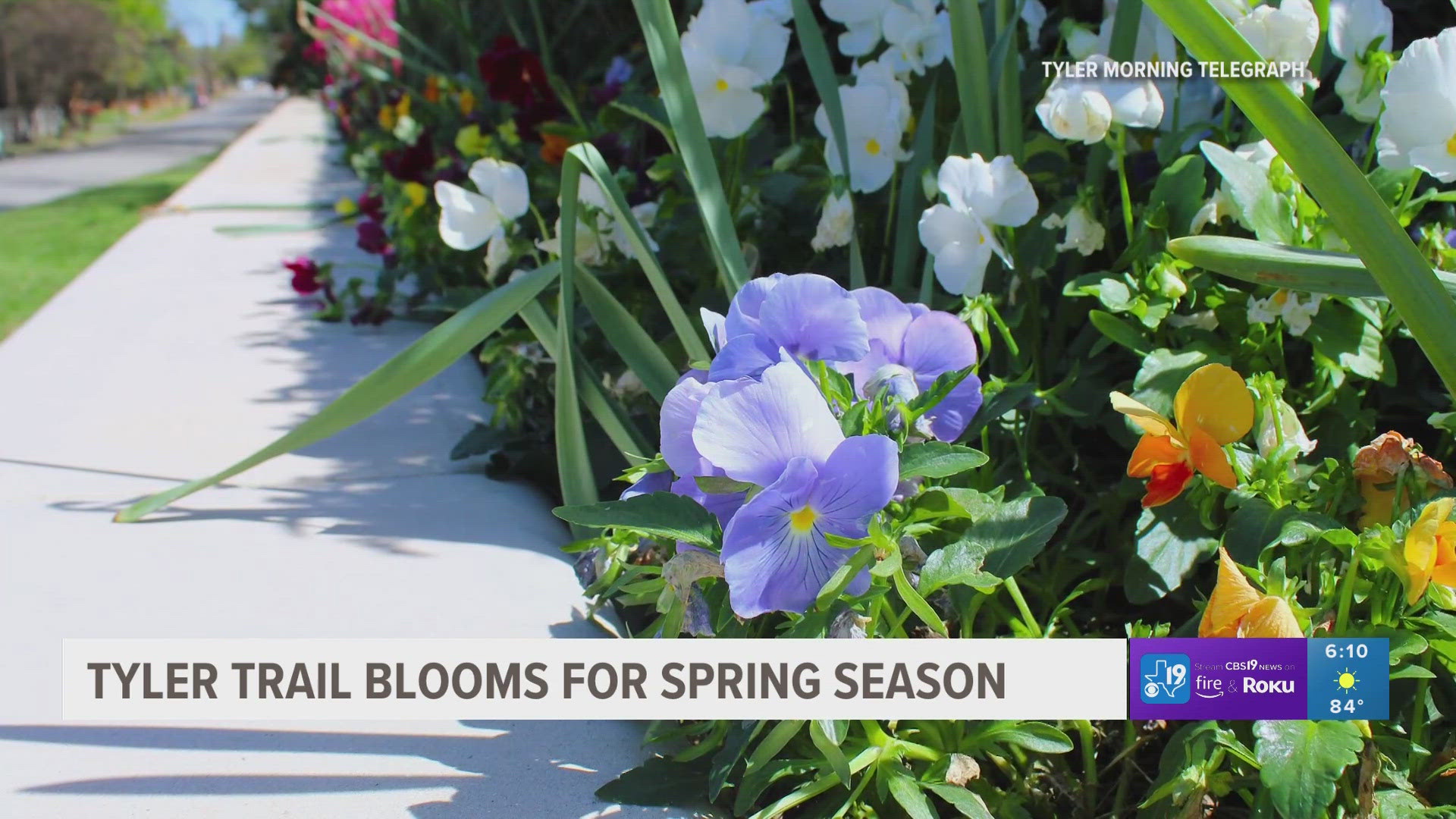 Tyler’s Azalea and Spring Flower Trail blooms into spring season
