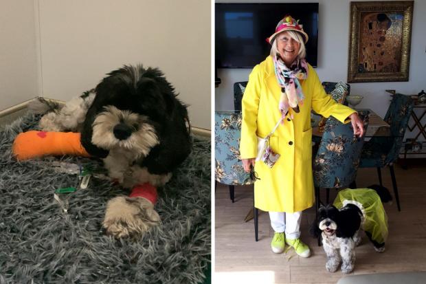 Beloved pet put down after being savaged by dogs in 'terrifying' bus attack