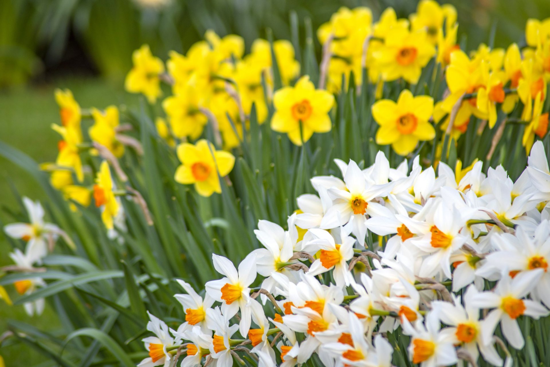 The spring mistakes gardeners must avoid – including chopping daffodils