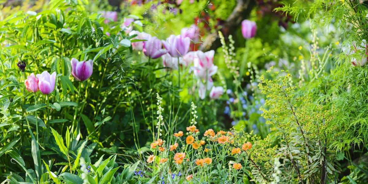 The 5-plant rule explained: A simple formula for balanced garden design