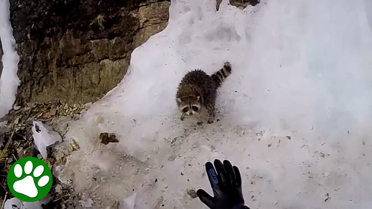 Floodwaters left the terrified raccoon stranded on the icy riverbank ...