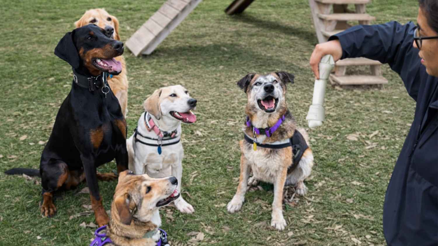 Giving these rescue dogs the best day of their lives