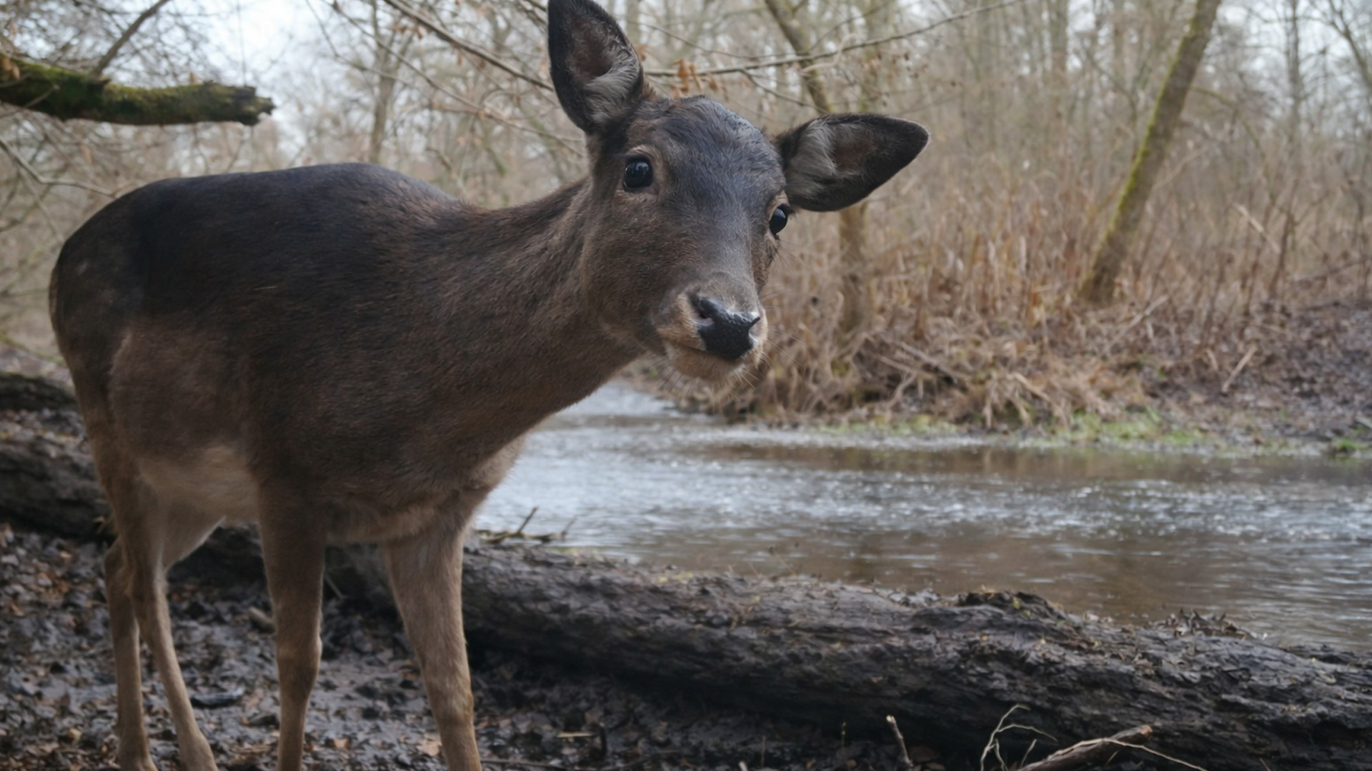 Wildcamera toont nieuwsgierige blik van een ree van dichtbij