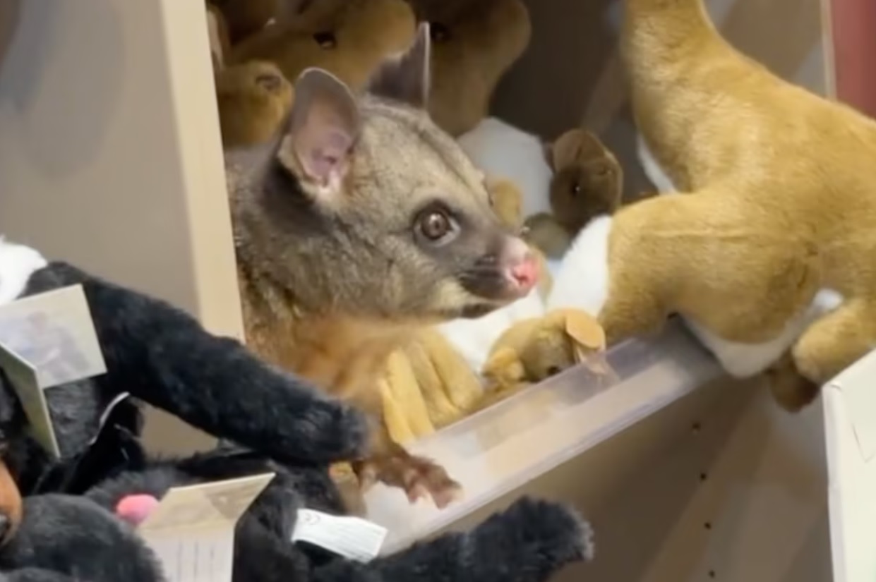 Personne n'avait remarqué cet animal parmi toutes les peluches ...