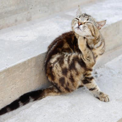 猫にも人にも脅威となる『重症熱性血小板減少症候群（SFTS）』主な症状や感染経路、予防策を解説