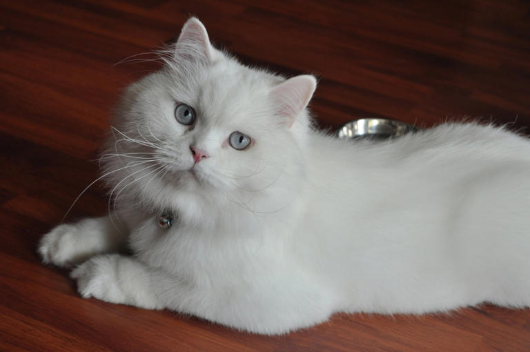 6-most-popular-cat-breeds-to-own-in-2026-according-to-vets