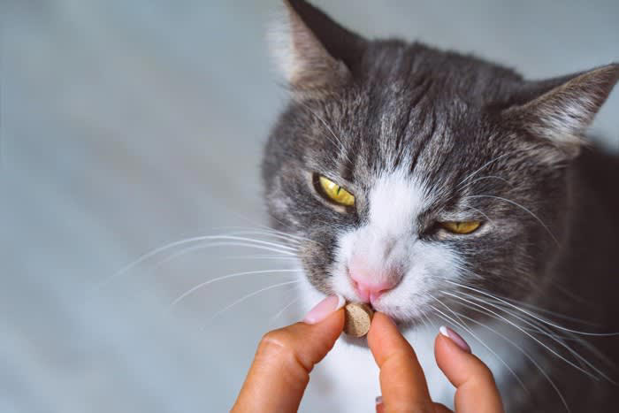 猫にも人にも脅威となる『重症熱性血小板減少症候群（SFTS）』主な症状や感染経路、予防策を解説