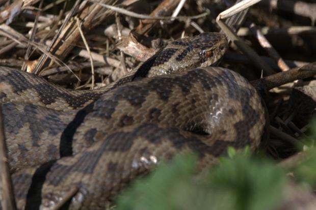 UK's only venomous snake photographed in Hampshire