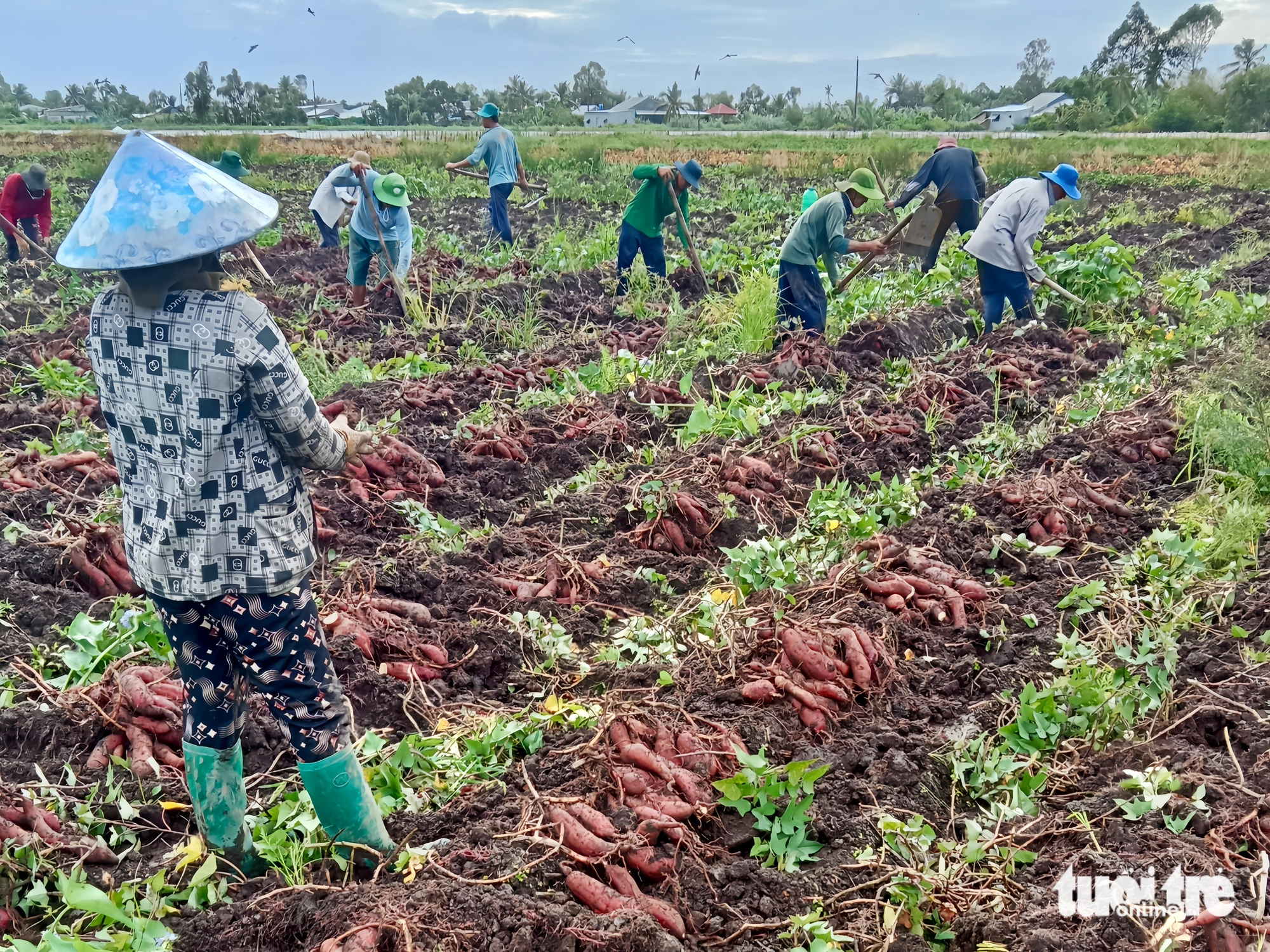 Khoai lang tăng 3.000-4.000 đồng/kg, nông dân An Giang thu lợi nhuận trăm triệu