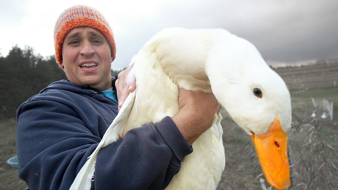 Discovery of a freakishly huge duck that defies normal growth