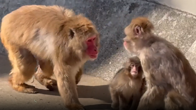 Punch the monkey gallantly tries to stop fight at Ichikawa Zoo<br><br>