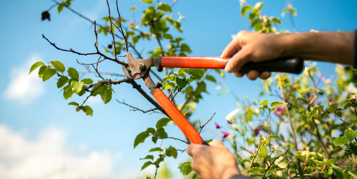 How to prune an overgrown shrub (without killing it)