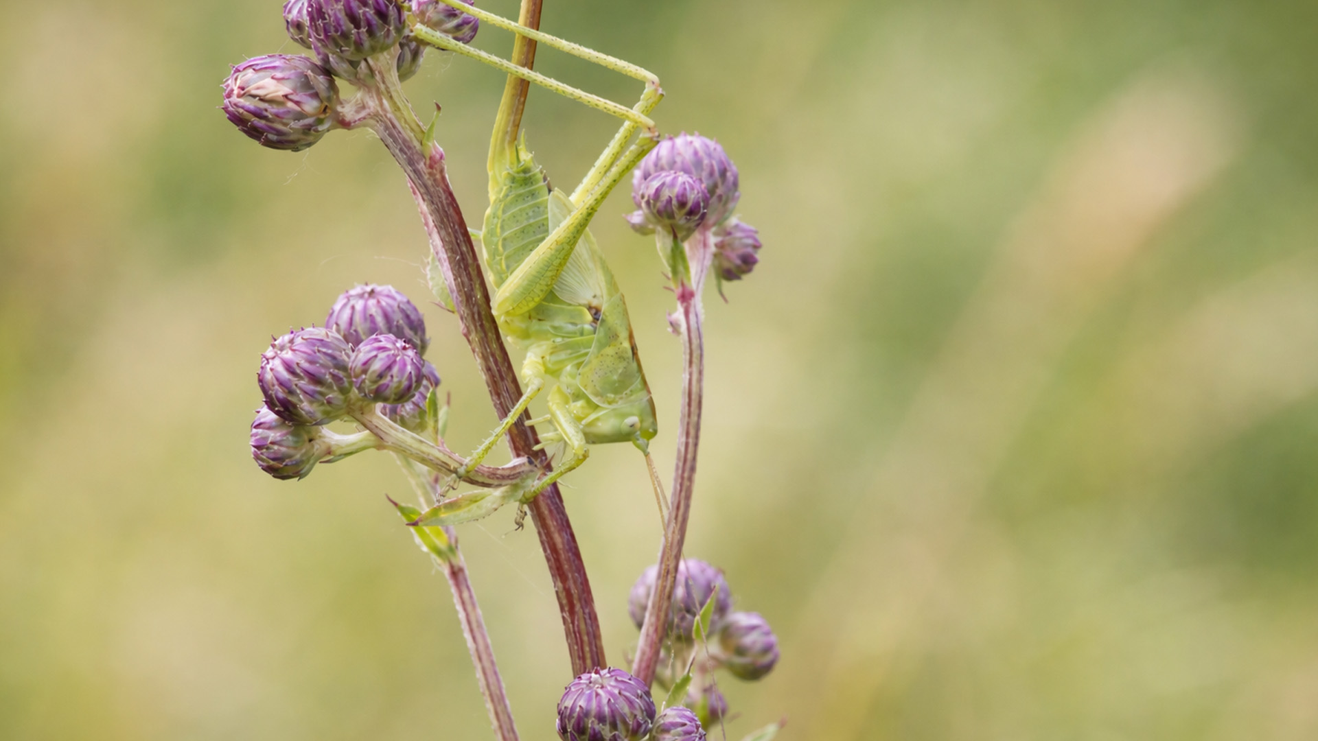 Wildlife camera records a camouflaged insect in the wild
