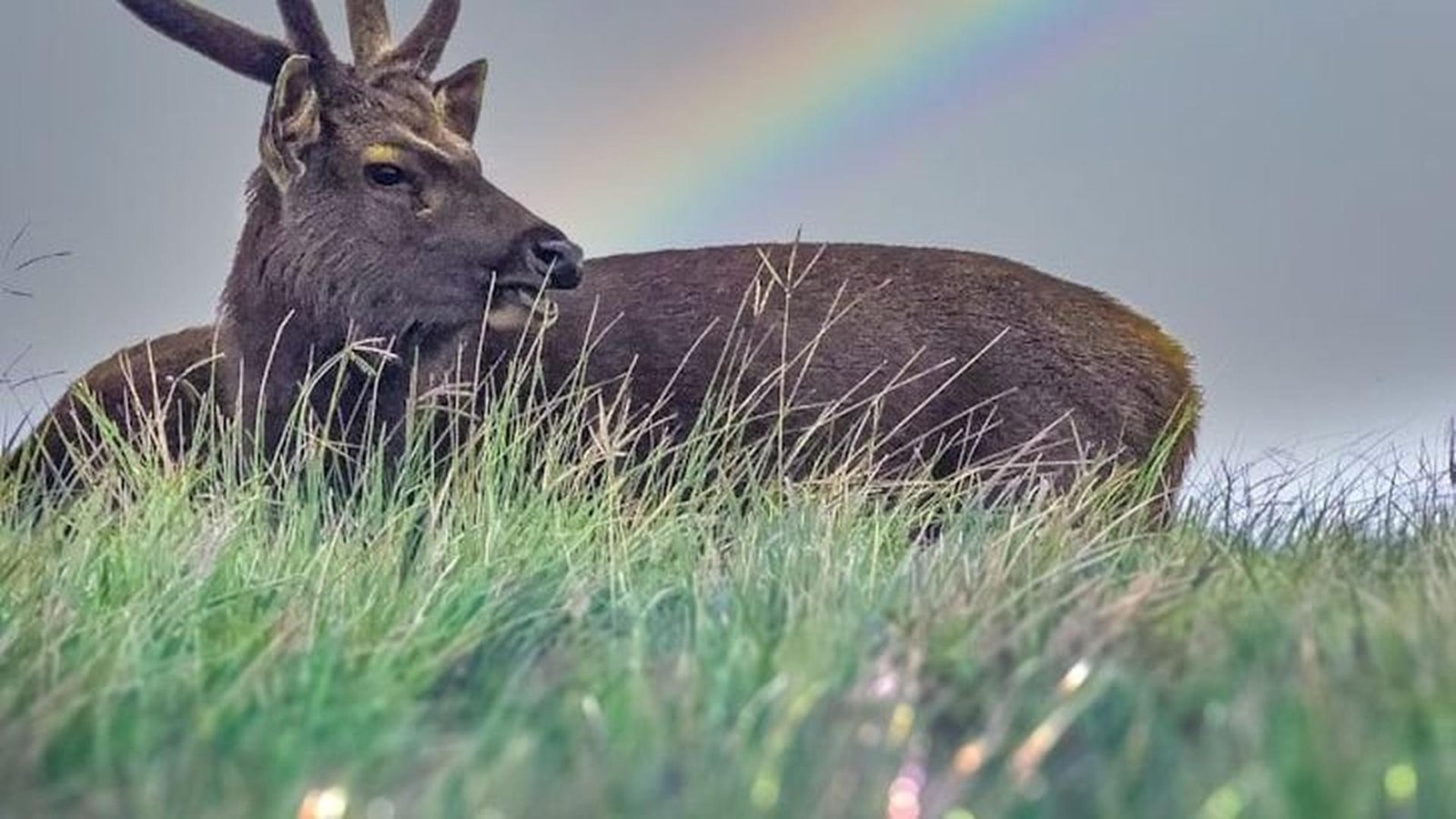 8 animals capable of harm but more likely to flee than attack humans