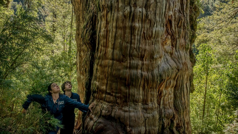 Field scientists pause to observe an alerce tree that's at least 3,500 years old in Alerce Costero National Park, Chile