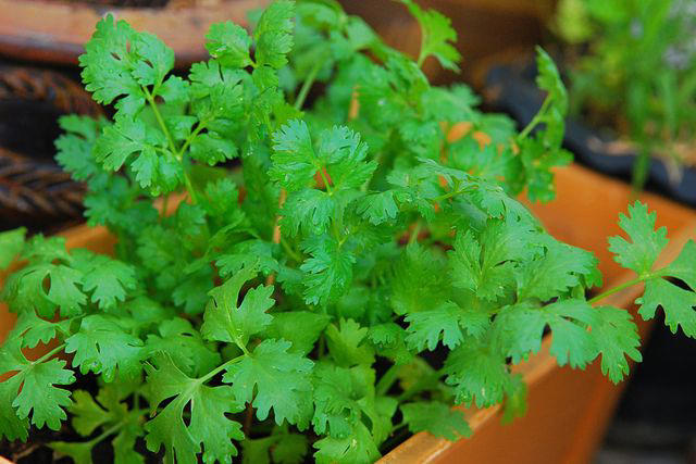 25 easiest vegetables to grow in a garden, even if you're a beginner