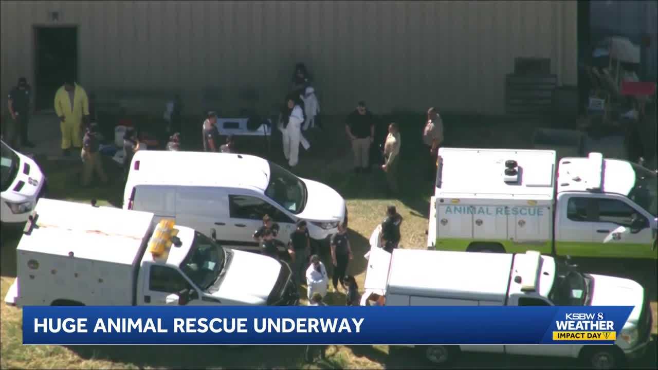 Central Coast shelters on standby after 300 animals removed from SoCal ...